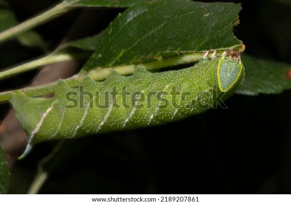 A close up side profile of a Hawk moth\
caterpillar eating away at an apple\
leaf.