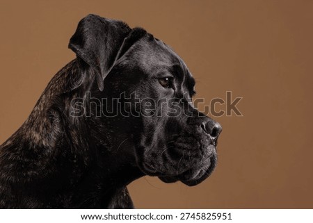 Close up side profile portrait of a brindle Cane Corso against a warm studio background. Powerful purebred guard dog isolated with detailed facial features and copy space.