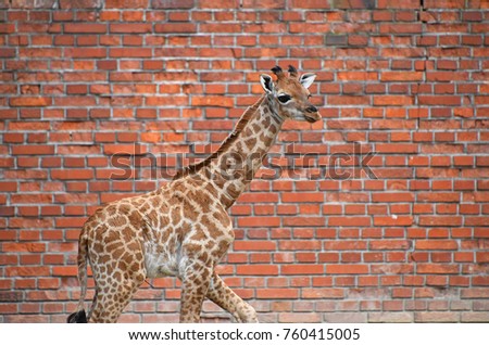 Similar – Image, Stock Photo Close up front portrait of one giraffe over red brick wall