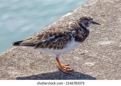 A Close Up Side Profile Of A Turnstone Seaching For Food Along The Padstow Harbour, Cornwall.