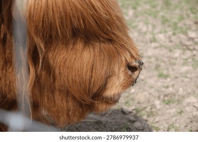 A Close Up Side Profile View Of A Light Brown Highland Cow Muzzle. Several Small Insects Rest On Its Nose Under Natural Daylight