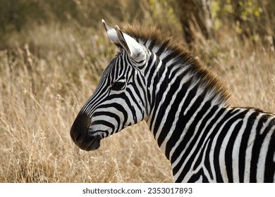 Close up side profile of zebra - Powered by Shutterstock