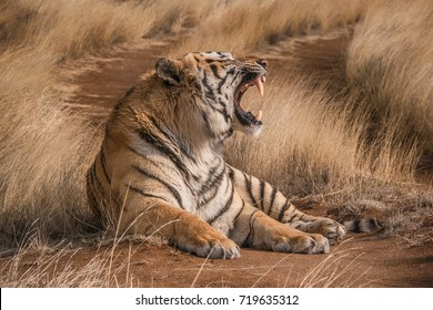 Close up side view of adult tiger with open mouth growling and clear view of large fang teeth.