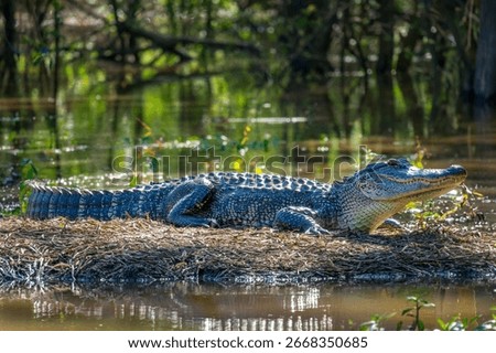 Close up side view an alligator warming in the sun outside the water in a swamp, Atchafalaya basin wildlife, South Louisiana
