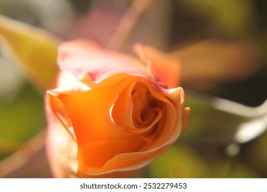 Close up up side view of autumn orange rosebud. Blurred background. - Powered by Shutterstock