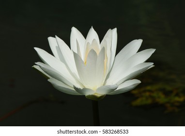 Close side view of a beautiful white water lily plant on a dark background - Shutterstock ID 583268533