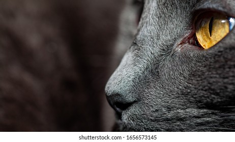 Close Side View Cat Stock Photo 1656573145 | Shutterstock