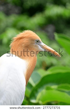 Close up side view of a Cattle Egret (Bubulcus ibis) showing the head and half body. Highlights sharp beak, smooth white feathers, and elegant posture. Captured with natural lighting, ideal for wildlife, bird study, and minimal composition themes.