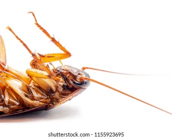 Close up and side view of dead cockroach upturned on white background with copy sapce. pest control, health and hygiene concept