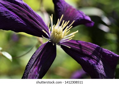 Close up side view of a deep purple clematis flower with a delicate yellow piston as grown in a botanical garden.  Select focus, background green foliage is blurred.  Plenty of texture and contrast.