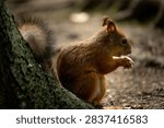 Close side view of a Eurasian red squirrel eating while sitting beside a tree trunk, with detailed reddish fur illuminated by soft natural woodland light.