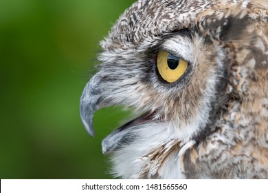 Close Up Side View Of Female Great-Horned Owl. Beak Open.