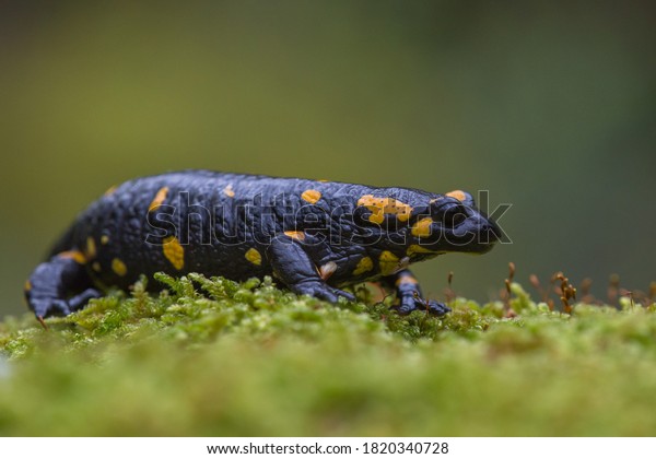 Close Side View Fire Salamander Salamandra Stock Photo 1820340728 ...