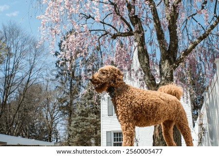 A close up side view of fluffy Labradoodle dog playing in the park with blooming trees on sunny day
