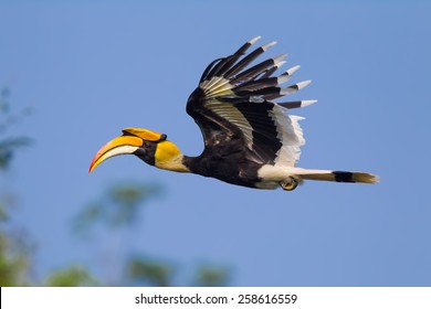 Close up side view of flying Great hornbill (Buceros bicornis) in nature at Khaoyai national park,Thailand - Powered by Shutterstock