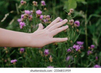 Close up side view of hand unrecognizable little girl kid stroking beautiful wild flowers in green park at warm summer day. Small kid enjoy and explore nature. Outdoor scene concept