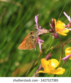 A close up side view of a Large Skipper Butterfly. Scientific name Ochlodes sylvanus. It is feeding from a ragged Robin flower in a meadow. But especially loves bramble flowers.