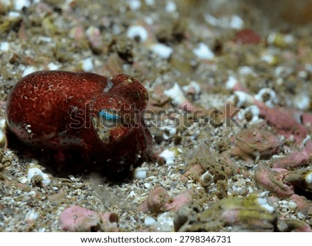 close up side view of a Little Cuttlefish or Bobtail Squid half burying itself in a sandy sea bed to hide