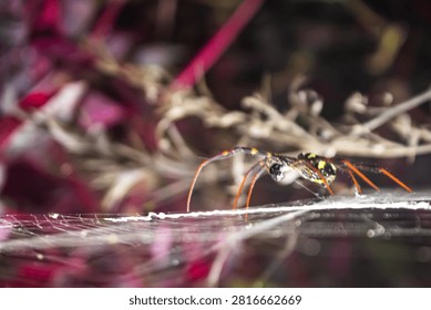 Close up side view macro shot of a spider standing on its web with colorful garden blurred bokeh background