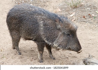 Peccary の画像 写真素材 ベクター画像 Shutterstock