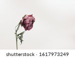 Close up side view of a single dried and withered pink rose isolated on white background, with copy space. Concept of ageing, old, vulnerable, abandon, sad, depression, death, farewell and pain.