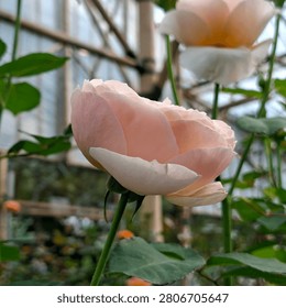 Close up side view of a soft pink rose blooming in a greenhouse.