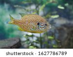 Close up side view of swimming Pumpkinseed Sunfish in water