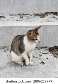 Close up side view of a tabby and white stray cat sitting on concrete steps
