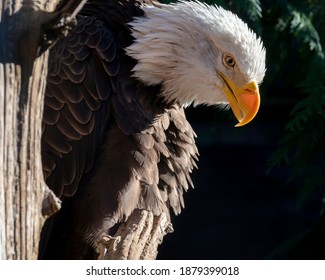 Close up side view of top half of a bald eagle looking down as if seeing prey.  Sunlight catches and highlights the beak .Tree trunk next to the eagle and dark background with room for copy space.