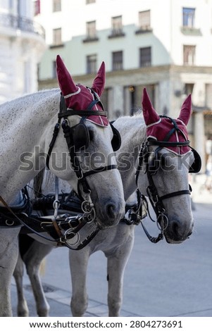 Close up side view of two heads of white horses wearing burgundy fly bonnets and traditional leather bridles with blinkers on a city street background