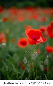 Close up side view of a vibrant red poppy flower with green hairy unblown buds on a blurred background.