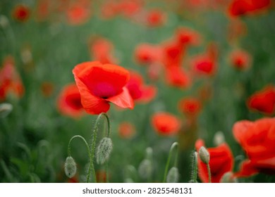 Close up side view of a vibrant red poppy flower with green hairy unblown buds on a blurred background.