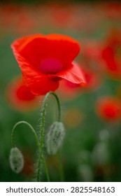 Close up side view of a vibrant red poppy flower with green hairy unblown buds on a blurred background.