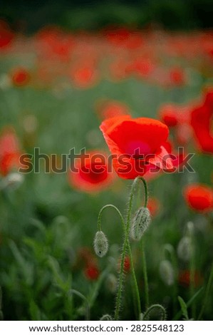 Close up side view of a vibrant red poppy flower with green hairy unblown buds on a blurred background.