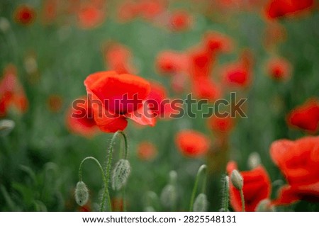 Close up side view of a vibrant red poppy flower with green hairy unblown buds on a blurred background.