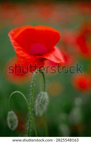 Close up side view of a vibrant red poppy flower with green hairy unblown buds on a blurred background.