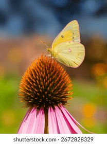 Close up side view of a yellow Clouded Sulphur butterfly (Colias philodice) feeding on a large coneflower with magenta petals against a colorful blurred background in vertical orientation