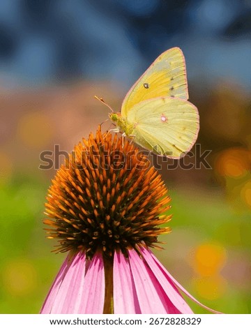 Close up side view of a yellow Clouded Sulphur butterfly (Colias philodice) feeding on a large coneflower with magenta petals against a colorful blurred background in vertical orientation