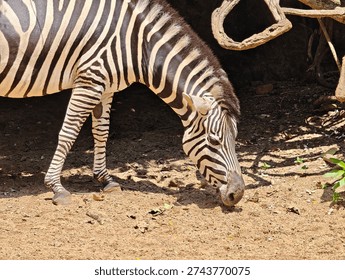 Close up side view of zebra with distinctive black and white stripes in natural habitat.