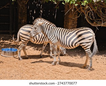 Close up side view of zebra with distinctive black and white stripes in natural habitat.