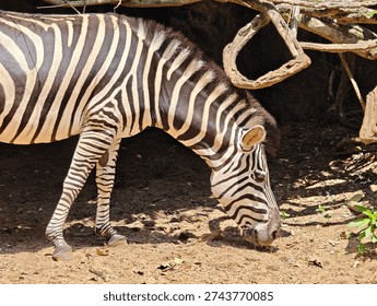 Close up side view of zebra with distinctive black and white stripes in natural habitat.