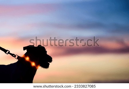 Close up silhouette of dog on leash wearing electronic LED-light collar against beautiful sunset sky