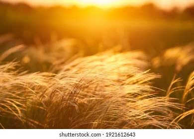 Close up silhouette tropical grass flower or setaceum pennisetum fountain grass on sunset background. - Shutterstock ID 1921612643