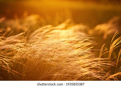 Close up silhouette tropical grass flower or setaceum pennisetum fountain grass on sunset background. - Shutterstock ID 1935835387