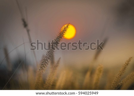 Similar – The sun rises every day