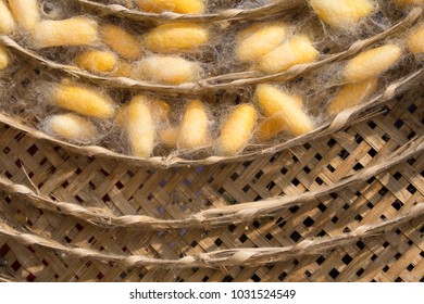 Close up of Silkworm.