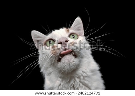 Close up of silly cat making funny face with tongue out.