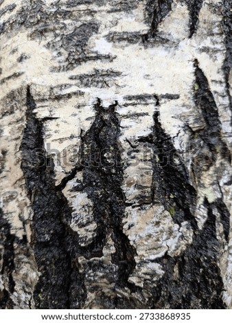 Close Up Silver Birch Bark Background With White Space