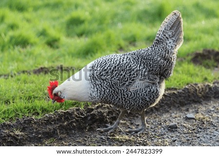 Close up of a silver death layer or totleger hen