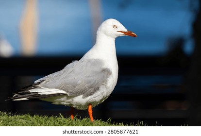 Close up of a Silver Gull